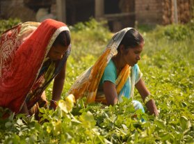 महिलाओं को मिले बराबरी का हक तो बदल सकती है खेती-किसानी की सूरत