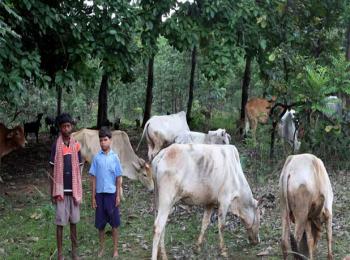 Privatising Forests: A Bad Idea