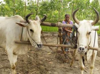 100,000 women, 10 years, one demand: let us own our farmland