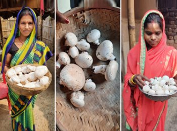 mushroom cultivation in Sitamarhi