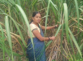 Mithilesh Devi in her field 