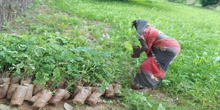 Climate change affecting women farmers the most in Chhattisgarh