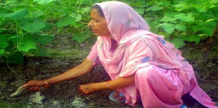 Hard work is the key to success: Kamlesh, a woman farmer