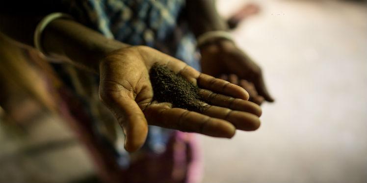 Tea plantations in Assam