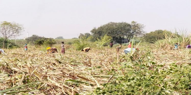 Workers working at the sugarcane field 