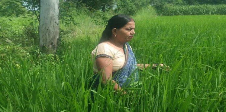 Mithilesh Devi in her field 