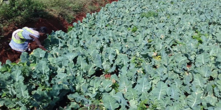 For Vegetable Farmer Bati Hantal, Age Is Just A Number