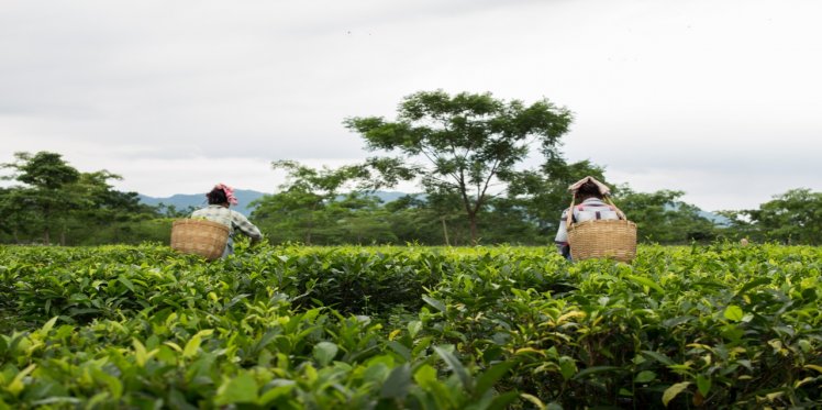 UNNATEA: The Tea Workers App