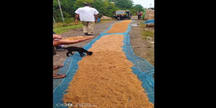 Food grains being dried on the road