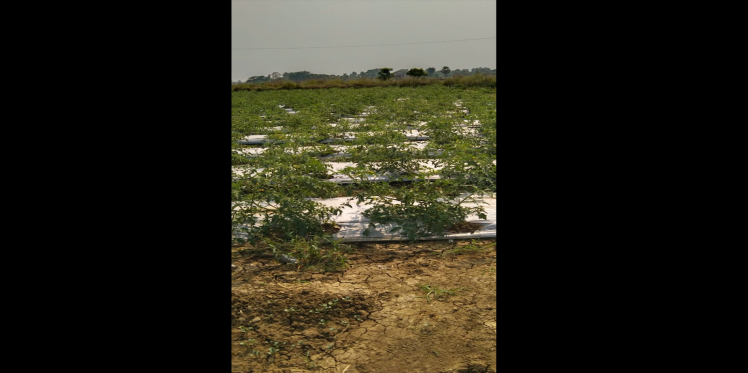 Farmer Field School: A Centre For Learning
