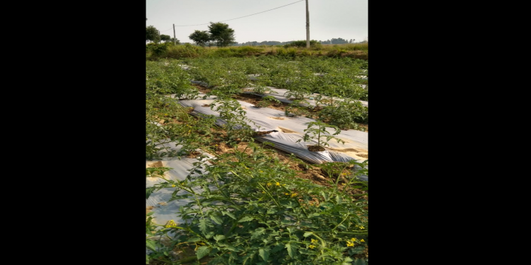 Farmer Field School: A Centre For Learning