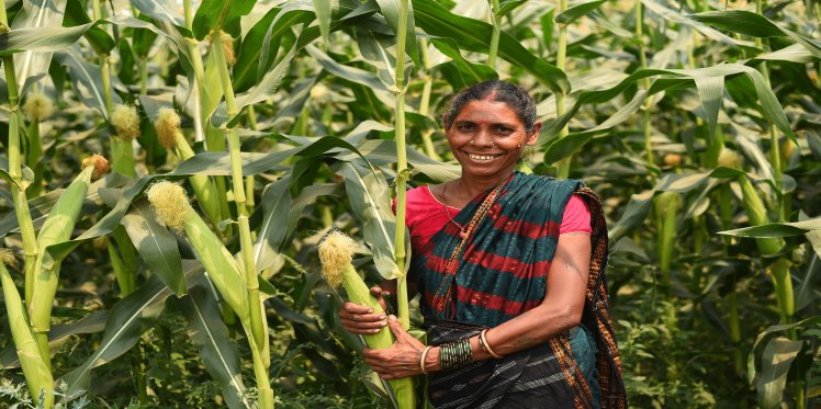 Project Utthan: Woman farmer with her sunflower crop
