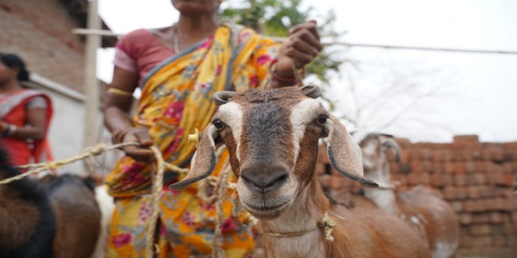 Goat Rearing To Supplement Income