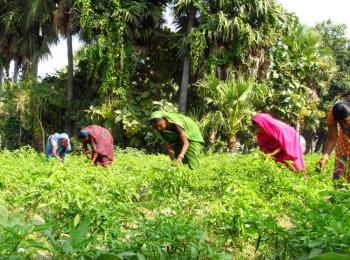 Female farmers in India