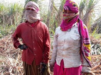 Workers in sugarcane farms of Uttar Pradesh get a bitter deal