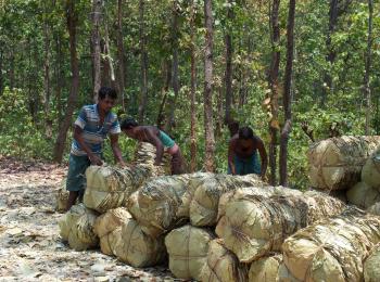 Four reasons why the Forest Rights Act fails to empower forest-dwelling communities