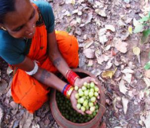 Activating Village Committees to Manage Forest Resources in Odisha