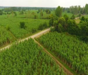 sugar cane industry 