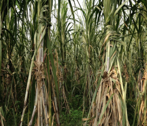 Human Cost of Sugar