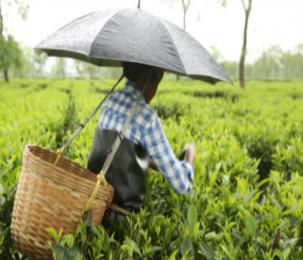Human Cost of Tea