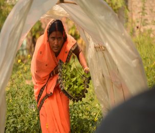 Assessment to Understand Access to Government Schemes by Women Farmers of Bihar